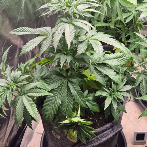 Wedding Gelato 2 growlog timeline photo