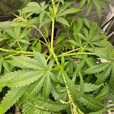 Royal Gorilla 1 growlog timeline photo