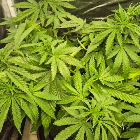Wedding Gelato 1 growlog timeline photo