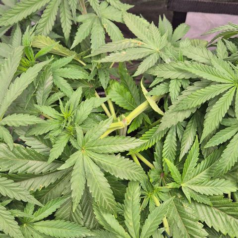 Wedding Gelato 1 growlog timeline photo