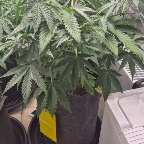 Royal Gorilla 2 growlog timeline photo