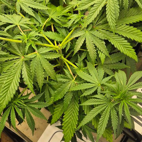 Royal Gorilla 2 growlog timeline photo