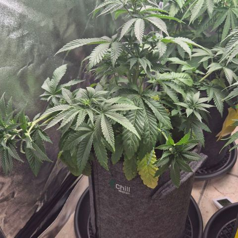 Wedding Gelato 2 growlog timeline photo