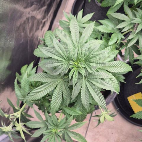 Wedding Gelato 2 growlog timeline photo