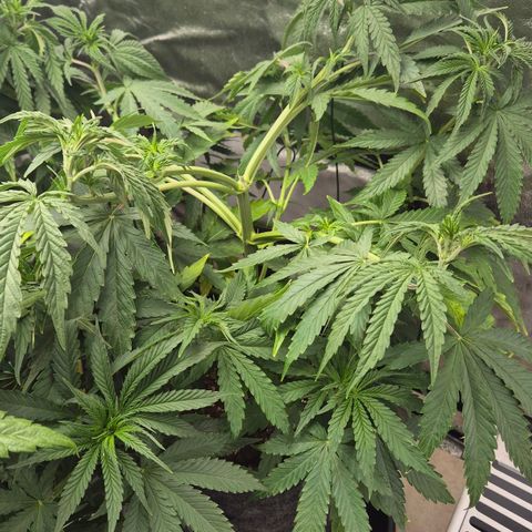 Royal Gorilla 1 growlog timeline photo