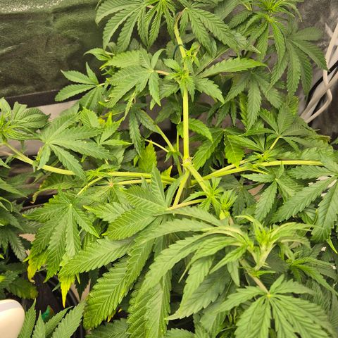 Royal Gorilla 1 growlog timeline photo