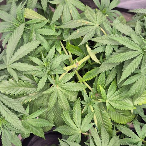 Wedding Gelato 1 growlog timeline photo