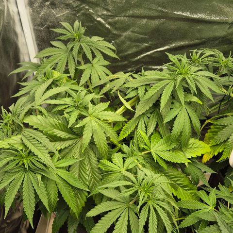 Wedding Gelato 1 growlog timeline photo