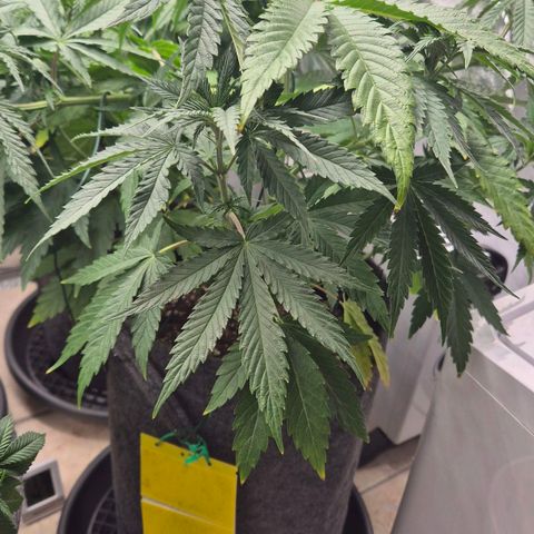 Royal Gorilla 2 growlog timeline photo