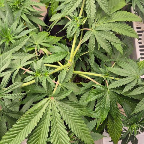 Royal Gorilla 2 growlog timeline photo