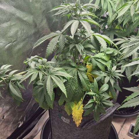 Wedding Gelato 2 growlog timeline photo