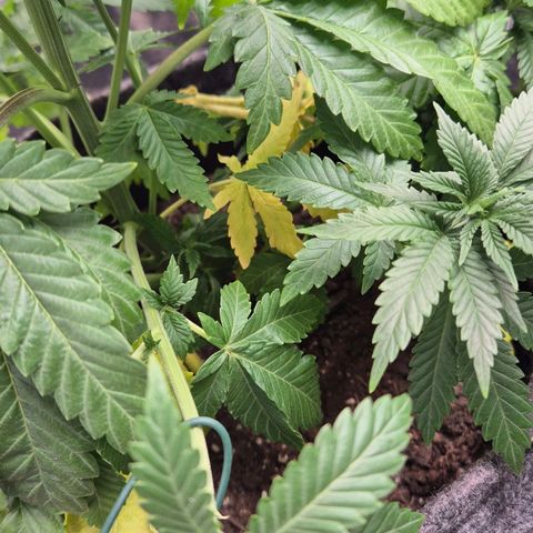 Wedding Gelato 2 growlog timeline photo