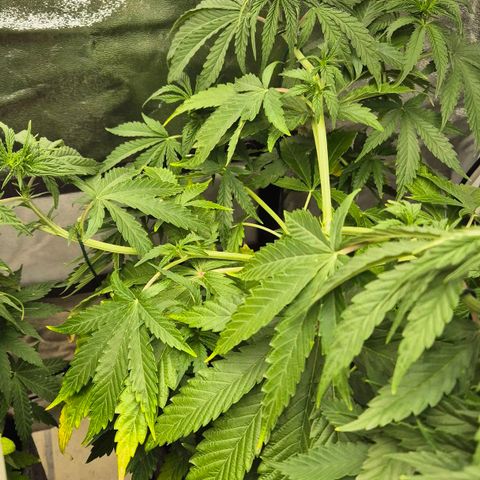 Royal Gorilla 1 growlog timeline photo
