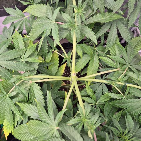 Royal Gorilla 1 growlog timeline photo