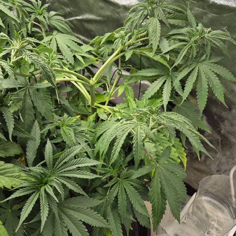 Royal Gorilla 1 growlog timeline photo
