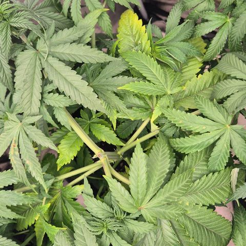 Wedding Gelato 1 growlog timeline photo