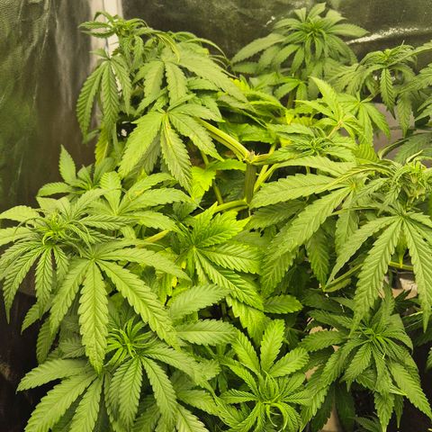 Wedding Gelato 1 growlog timeline photo