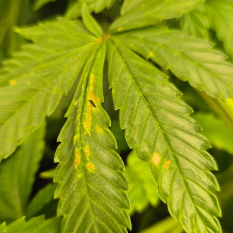 Wedding Gelato 1 growlog timeline photo