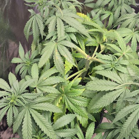 Wedding Gelato 1 growlog timeline photo