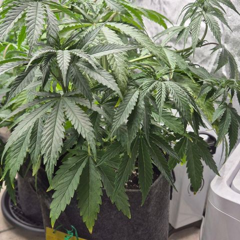 Royal Gorilla 2 growlog timeline photo