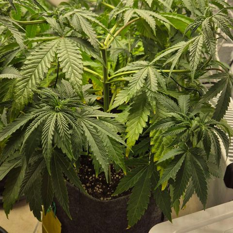 Royal Gorilla 2 growlog timeline photo