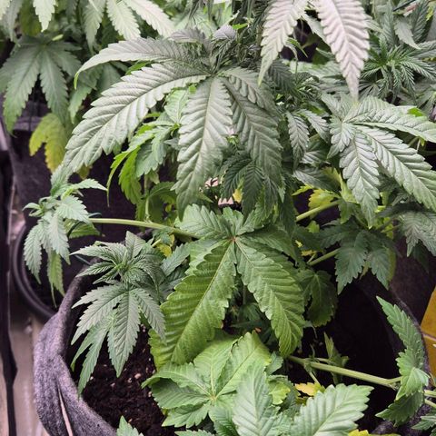 Wedding Gelato 2 growlog timeline photo