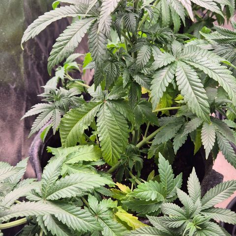 Wedding Gelato 2 growlog timeline photo