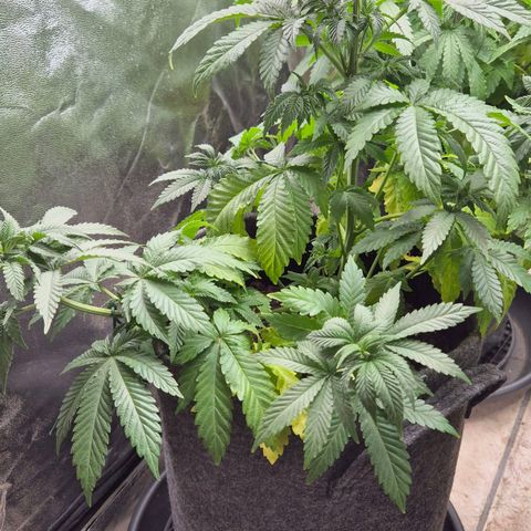 Wedding Gelato 2 growlog timeline photo