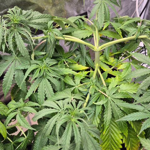 Royal Gorilla 1 growlog timeline photo