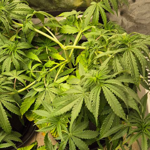 Royal Gorilla 1 growlog timeline photo