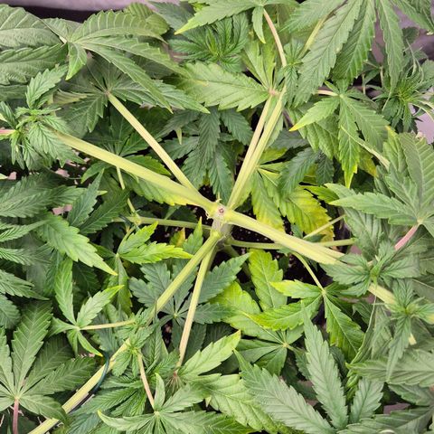 Royal Gorilla 1 growlog timeline photo