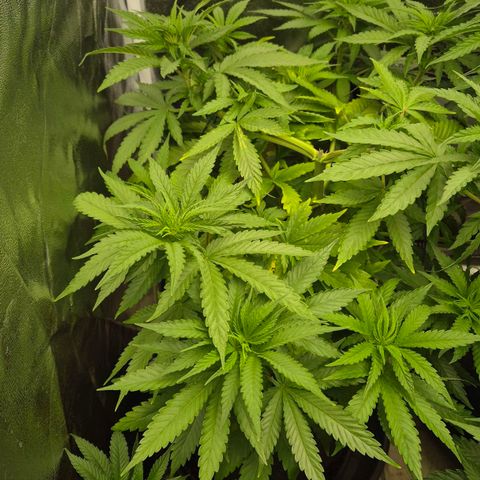 Wedding Gelato 1 growlog timeline photo