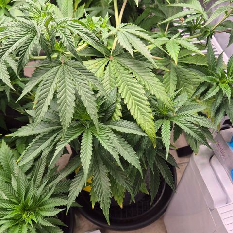 Royal Gorilla 2 growlog timeline photo