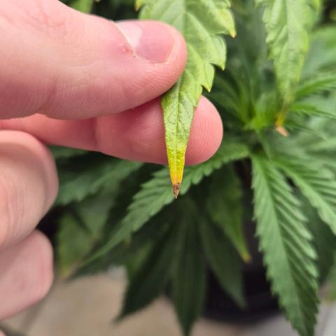 Royal Gorilla 2 growlog timeline photo
