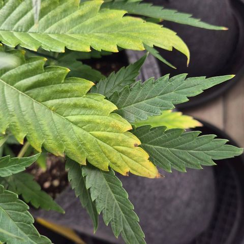 Royal Gorilla 2 growlog timeline photo