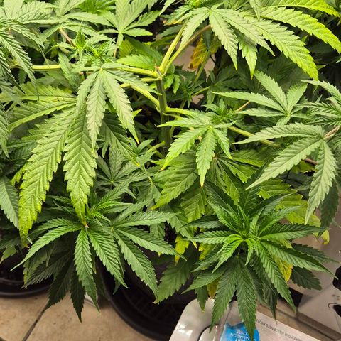 Royal Gorilla 2 growlog timeline photo