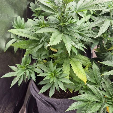 Wedding Gelato 2 growlog timeline photo