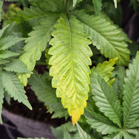 Wedding Gelato 2 growlog timeline photo