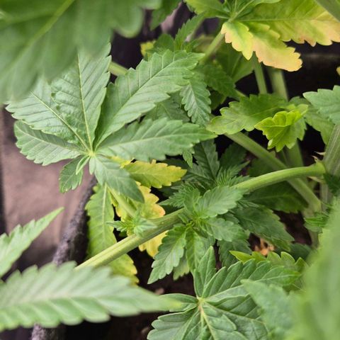Wedding Gelato 2 growlog timeline photo