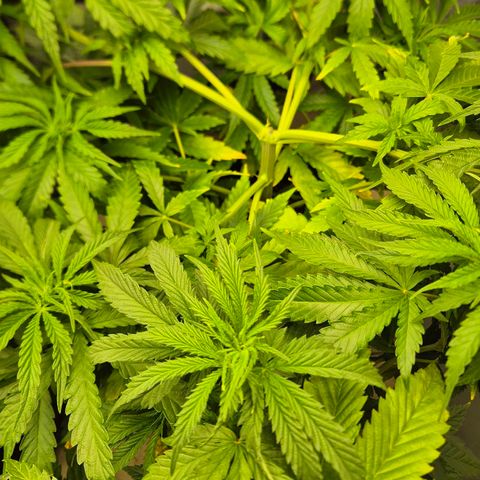 Royal Gorilla 1 growlog timeline photo