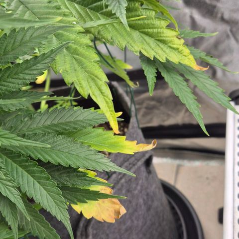 Royal Gorilla 1 growlog timeline photo
