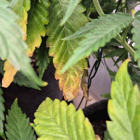 Royal Gorilla 1 growlog timeline photo