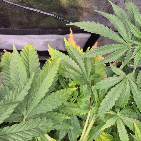 Royal Gorilla 1 growlog timeline photo