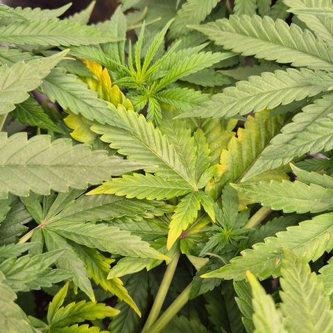 Wedding Gelato 1 growlog timeline photo