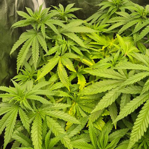 Wedding Gelato 1 growlog timeline photo