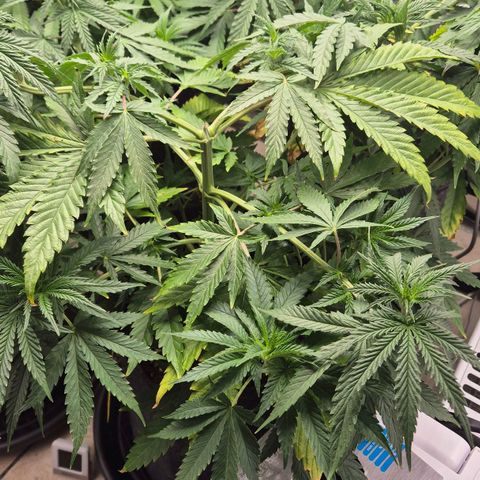 Royal Gorilla 2 growlog timeline photo