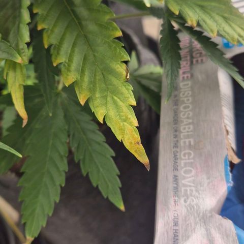 Royal Gorilla 2 growlog timeline photo