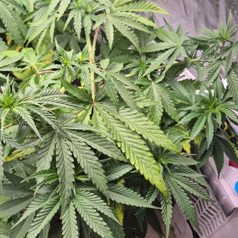 Royal Gorilla 2 growlog timeline photo