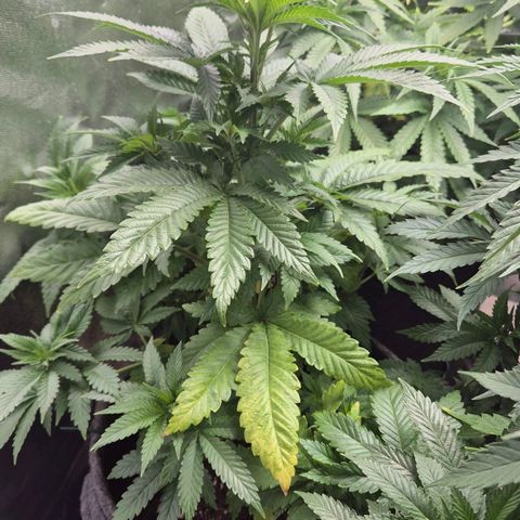 Wedding Gelato 2 growlog timeline photo