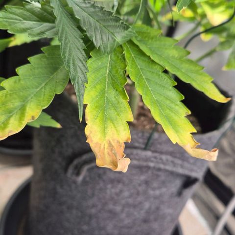 Royal Gorilla 1 growlog timeline photo